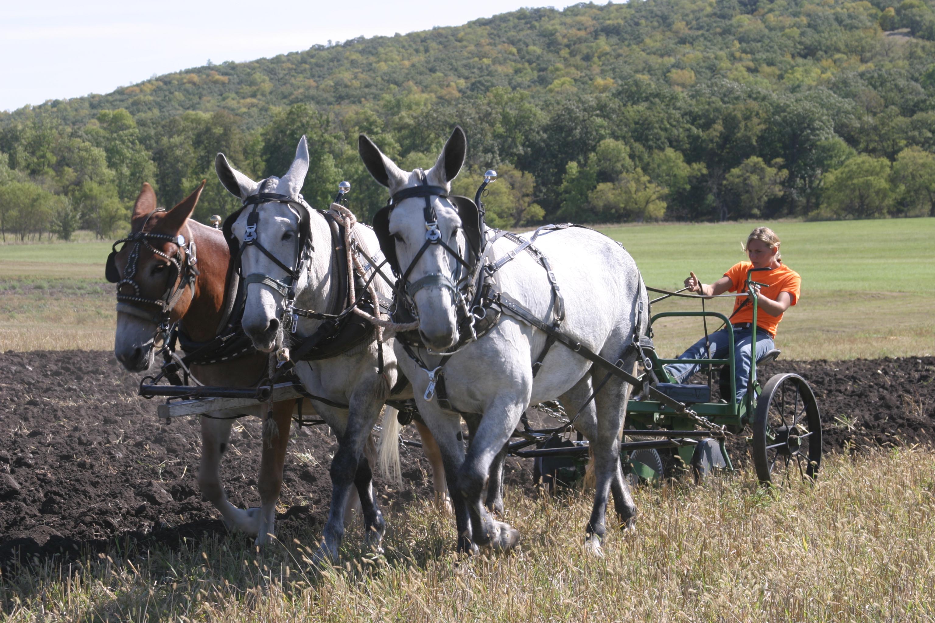 young girl 3 mules plowing