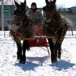 Ken Pawluk driving his mule team of Chester and Dick.
