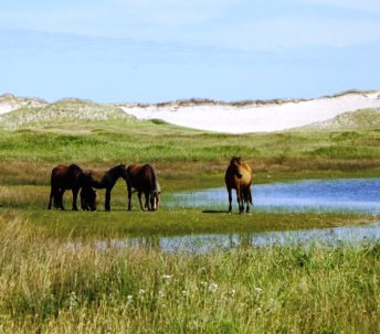 Sable Island horses by one of the fresh water ponds. Photo by Kordas.