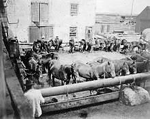 Sable Island horses waiting for auction in 1902.