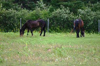 Sable Island horses that live in the Shubenacadie Wildlife Park.