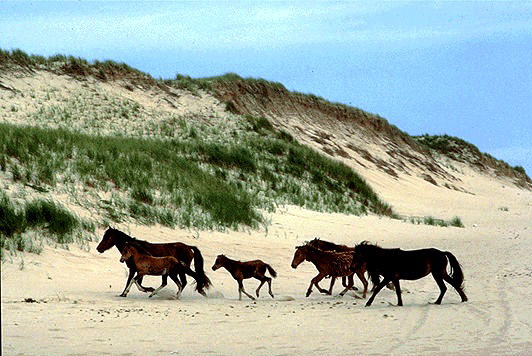 A typical Sable Island herd. Photo by John DeVisser.