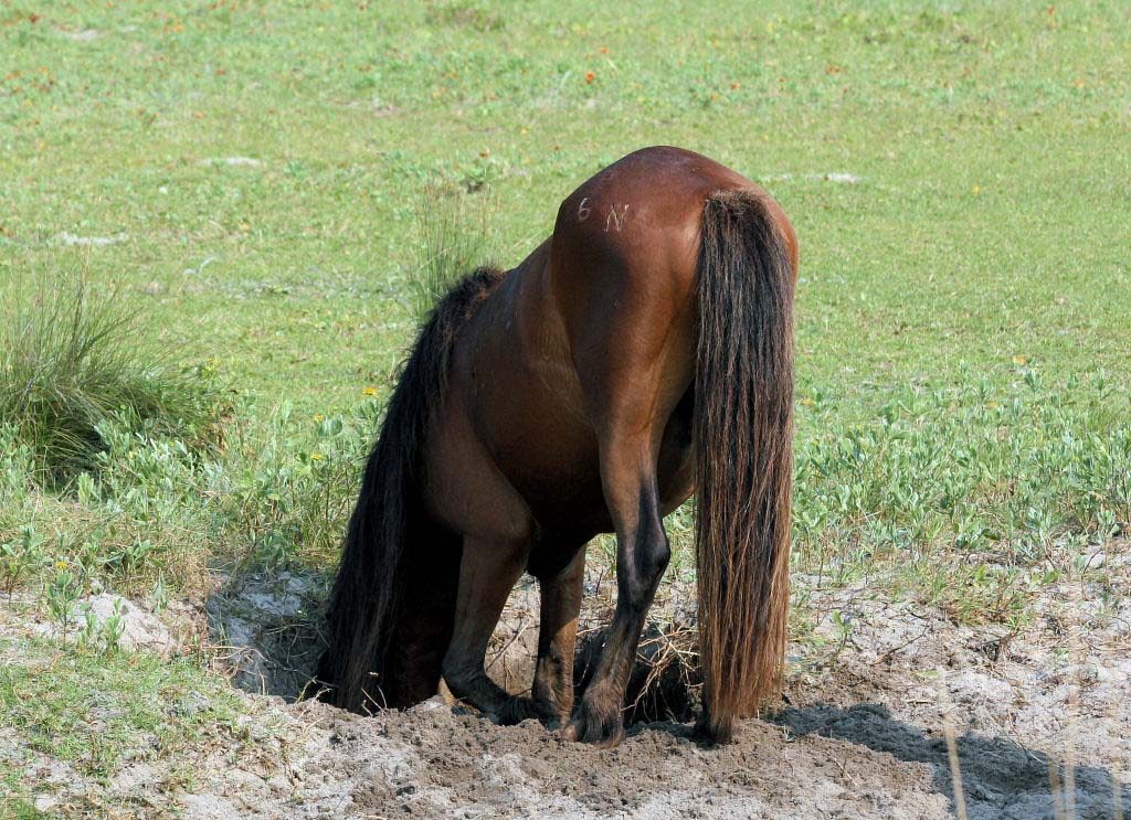 Shackleford horse digging for water.