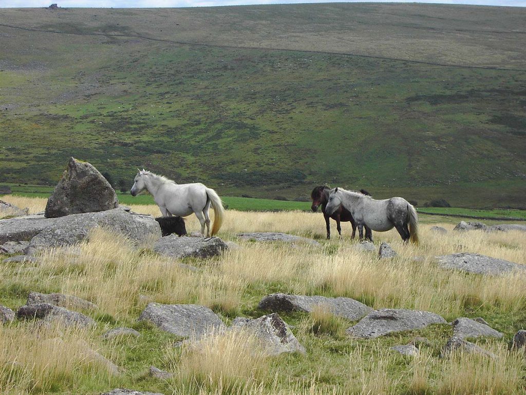 Dartmoor Ponies on Little Mis Tor