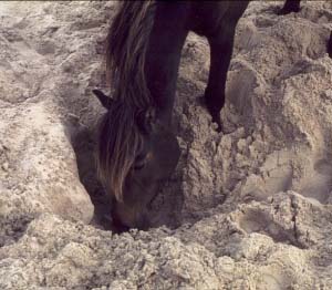 Wild horse digging for water on Sable Island.