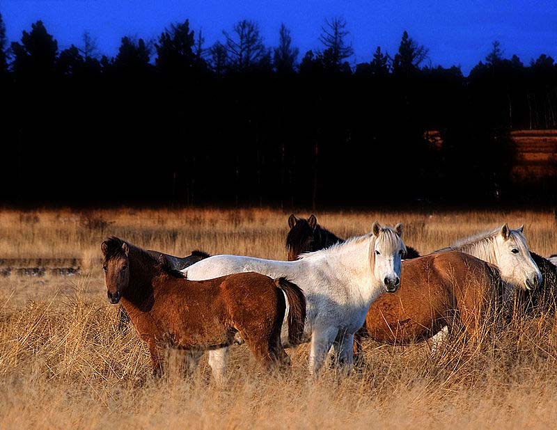 Yakut horses in Pleistocene Park