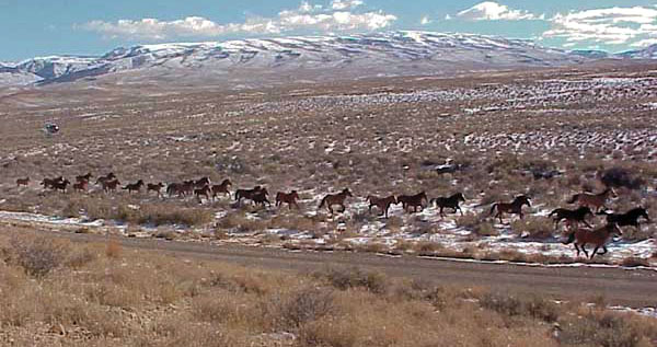 Mustangs near Simpson Park, Nevada