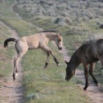 Ladendorf-3 leaping foal–happy-mccullough-peaks