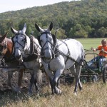 young girl 3 mules plowing