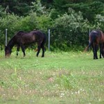 330px-Sable_Island_Horses