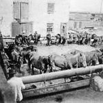 220px.Sable.Island.Ponies.after.being.unloaded.from.Steamer.to.be.sold.at.Auction.Halifax.Nova.Scotia.Canada.ca 1902 WK