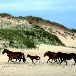 Canadian encyclopedia: Sable horses on beach