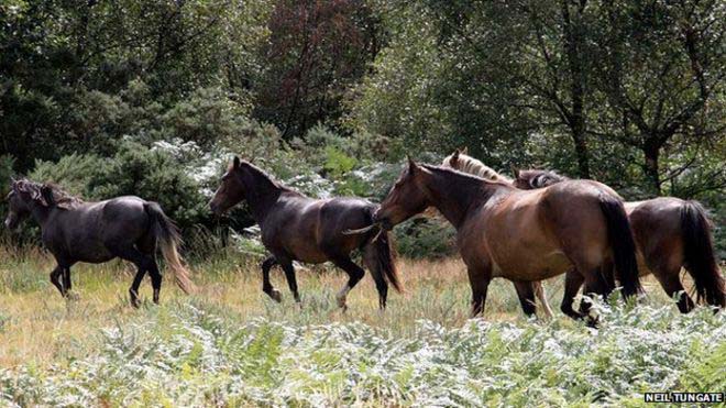 Five New Forest Ponies on Barton Common