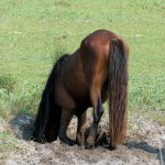 Shackleford_Horse_Digging_Well  WK