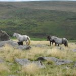 dartmoor ponies at little mis tor WK