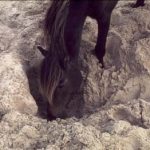 horse-digging-for-water-on-sable-island