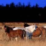 yakutian horses1