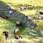 1200px-wild_horses_in_theodore_roosevelt_national_park-wk