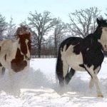winter-horses-film-grain-by-tammy-scheffler