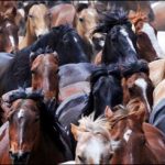 sombrero ranch workshop horse herd image