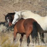 Wild-Mustang-Horses-Picture_12-230×230