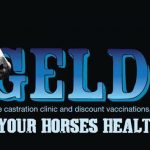 small gelding clinic poster