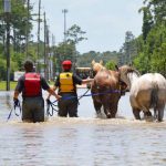 Houston SPCA rescues horses