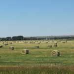 irrigated hay field near Miles City MT lo res