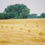straw field